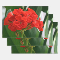 Red Geranium