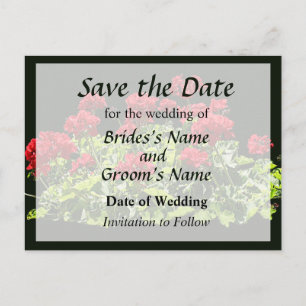 Red Geraniums Announcement Postcard
