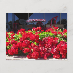 Red Geraniums Cafe Postcard