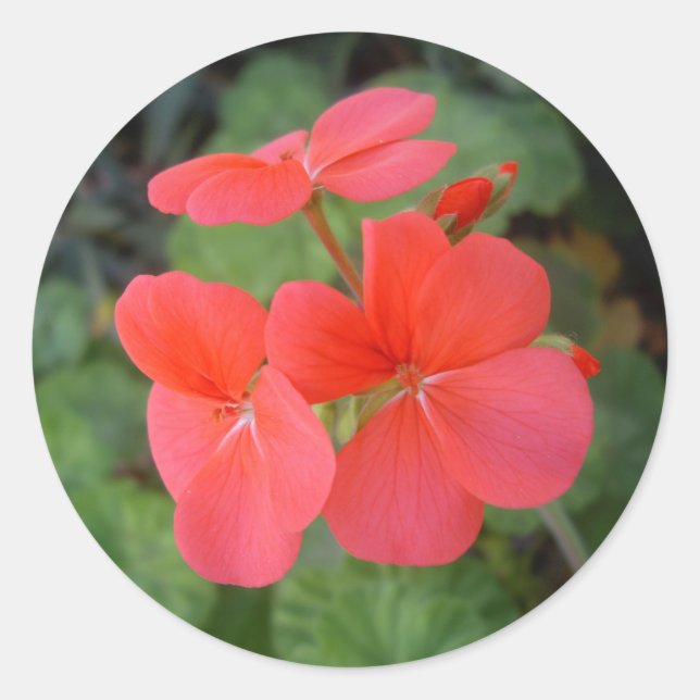 Red Geraniums Classic Round Sticker (Front)