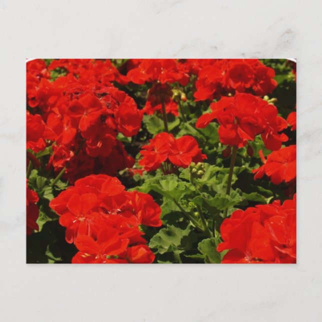 Red Geraniums Postcard (Front)