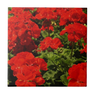 Red Geraniums Tile