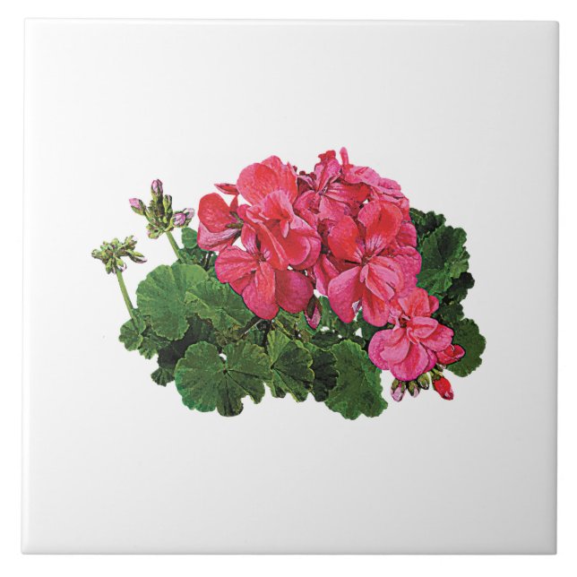 Red Geraniums with Buds Tile (Front)