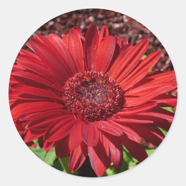 Red Gerber Daisy Classic Round Sticker (Front)