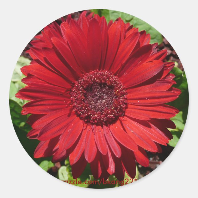 Red Gerber Daisy Classic Round Sticker (Front)