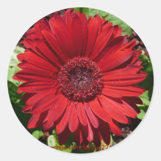 Red Gerber Daisy Classic Round Sticker