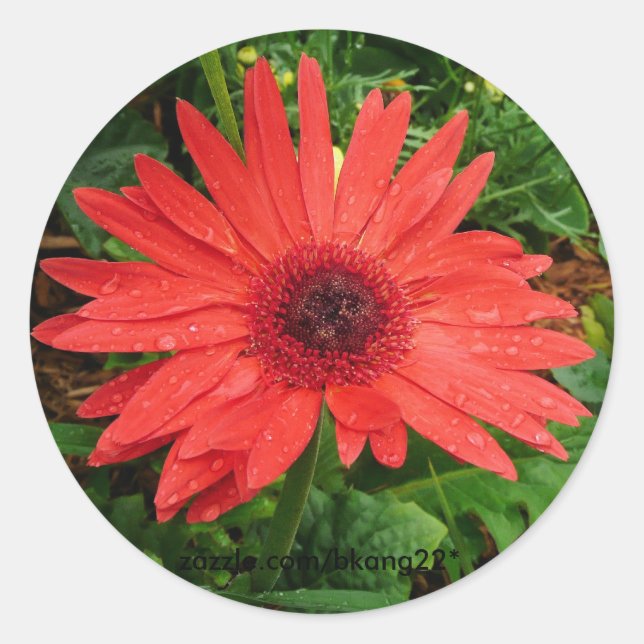 Red Gerber Daisy Classic Round Sticker (Front)