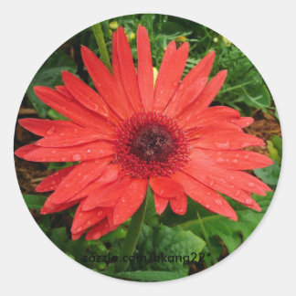 Red Gerber Daisy Classic Round Sticker