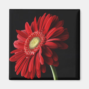Red Gerber Daisy Square Magnet