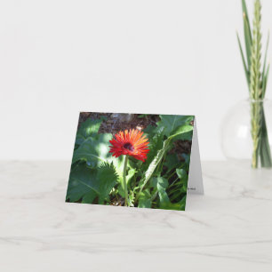 Red Gerbera Daisy notecard