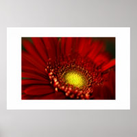Red Gerbera Daisy