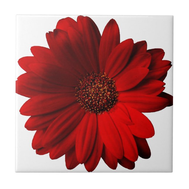 Red Gerbera Daisy Tile (Front)