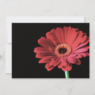 Red Gerbera invitations