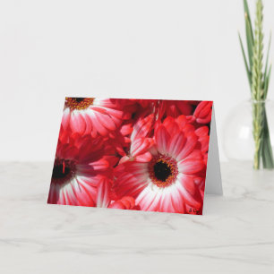 Red Gerberas Card