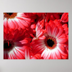 red gerberas poster