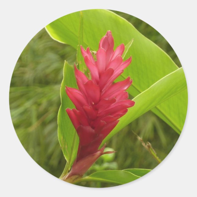 Red Ginger Flower (Alpinia) Tropical Classic Round Sticker (Front)