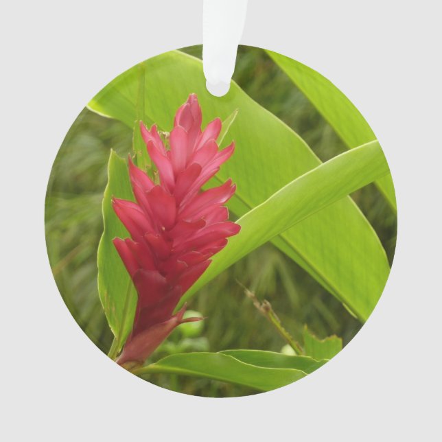 Red Ginger Flower (Alpinia) Tropical Ornament (Front)