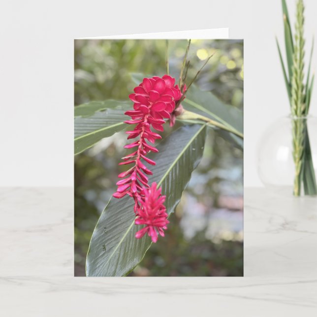 Red Ginger Note Card <Blank Inside> (Front)