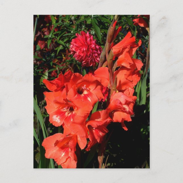 Red Gladiolas Postcard (Front)