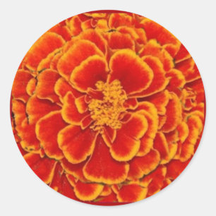 Red & Gold Marigold Flower Gifts by Sharles Classic Round Sticker