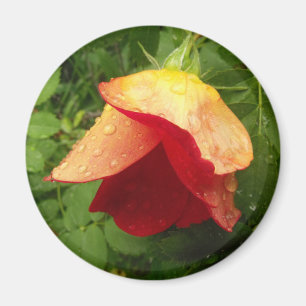 Red Gold Rose Petals Raindrops Floral Photo Magnet