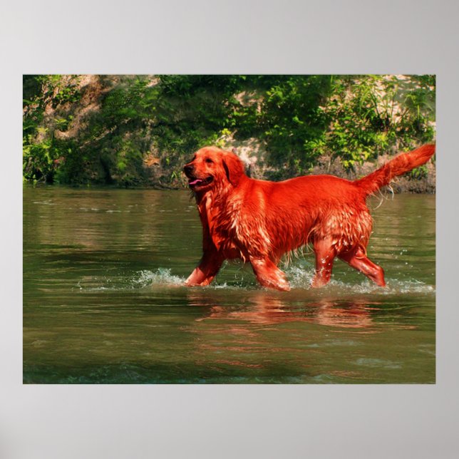 Red Golden Retriever Runin Water Poster (Devant)