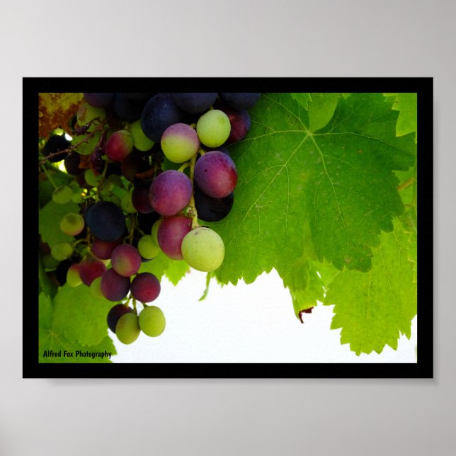 Red Grapes on Vine Poster (Front)
