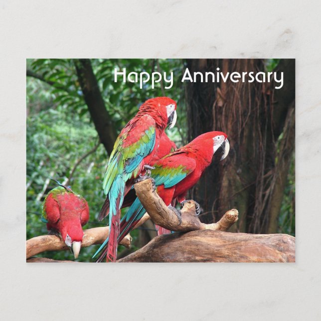 Red, green and blue parrots happy anniversary postcard (Front)