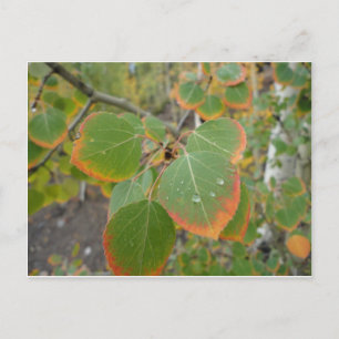 red green aspen leaf postcard