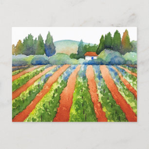 Red Green Blue Vineyard Watercolor   Postcard