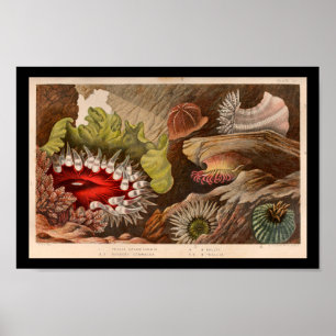 Red Green Sea Anemone Marine Life Print