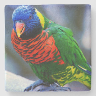 Red green yellow blue bird photo bold colourful stone coaster