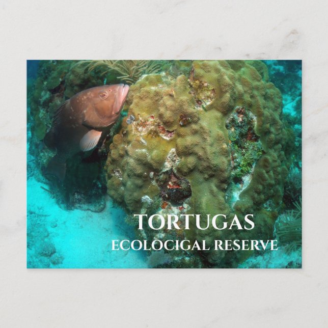 Red Grouper in Coral, Tortugas Ecological Reserve Postcard (Front)
