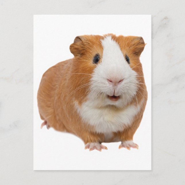 red guinea pig postcard (Front)