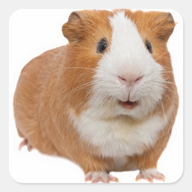 red guinea pig square sticker (Front)