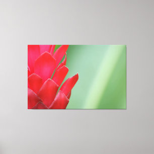 Red Hawaiian Ginger Flower Canvas Print