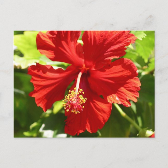 Red Hawaiian Hibiscus Flower Postcard (Front)