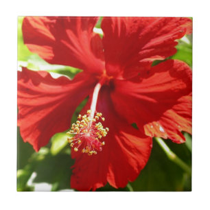 Red Hawaiian Hibiscus Flower Tile