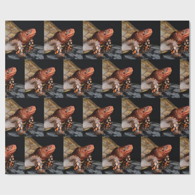 Red Head Eastern Box Turtle  Wrapping Paper (Flat)