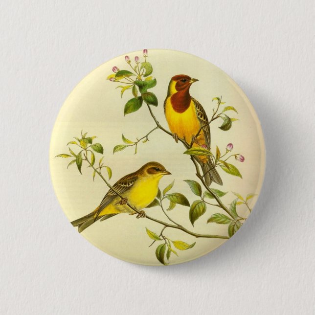 Red-headed Bunting Emberiza bruniceps 2 Inch Round Button (Front)