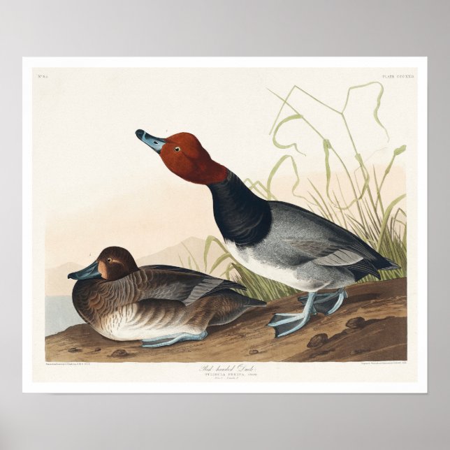 Red-headed Duck by Audubon Poster (Front)
