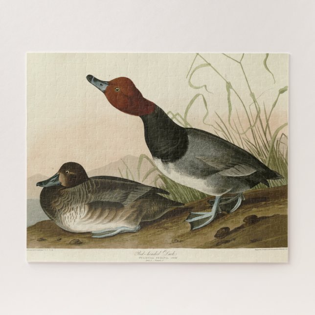Red-headed Duck - from Audubon's Birds of America Jigsaw Puzzle (Horizontal)
