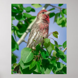 Red Headed House Finch Poster