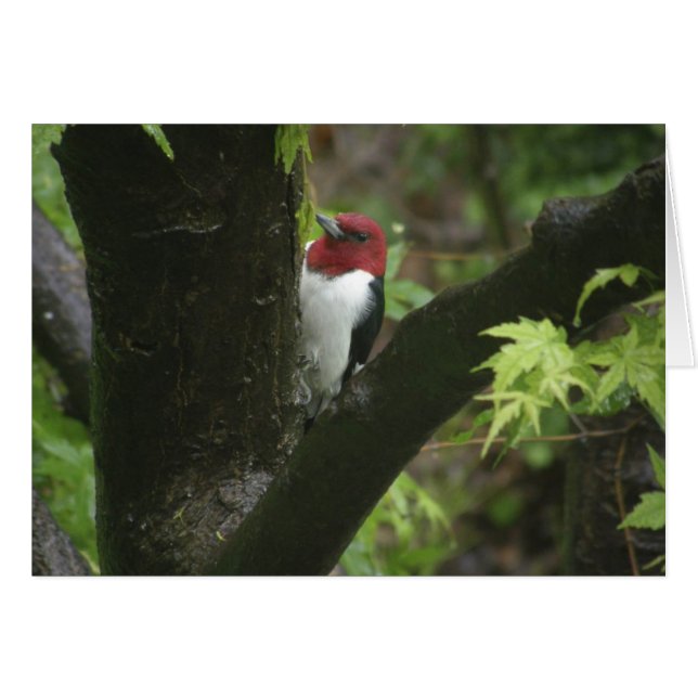 Red-headed woodpecker (Front Horizontal)