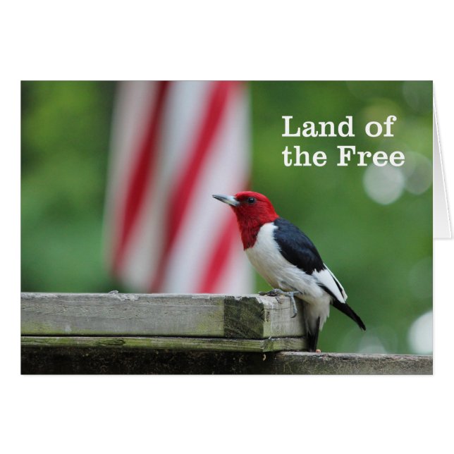 Red-headed Woodpecker (Front Horizontal)