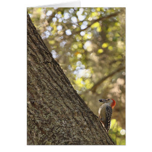 Red Headed Woodpecker