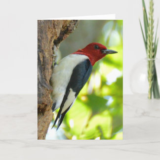 Red-headed Woodpecker Card
