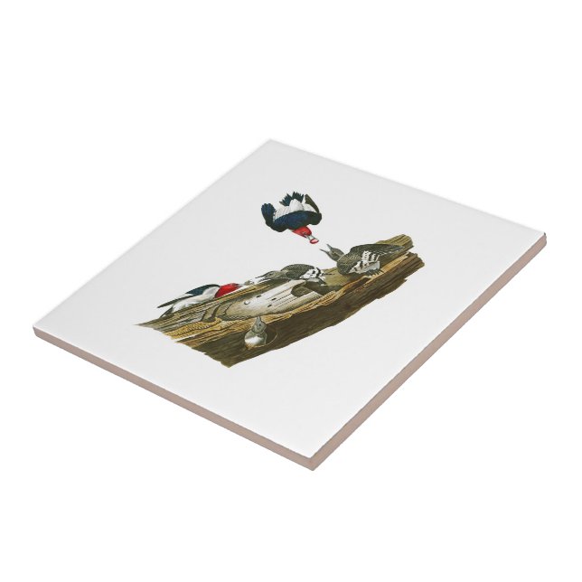 Red headed Woodpecker John Audubon Birds America Tile (Side)