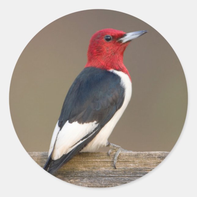 Red-headed Woodpecker on fence Classic Round Sticker (Front)
