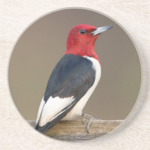 Red-headed Woodpecker on fence Coaster
